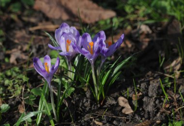 Kiev 'de, 13 Mart 2020' de botanik bahçesinde çiçek açan safran..