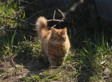 Kırmızı kedi yeşil çimlerin üzerinde, Kiev 'de, 4 Nisan 2020