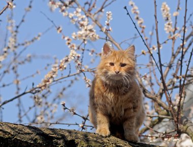 Kırmızı kedi 4 Nisan 2020 'de Kiev' de çiçek açan kayısı arka planında.