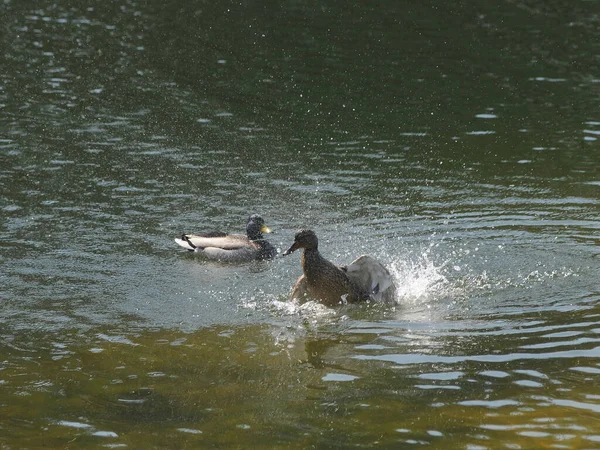 Wild Ducks Swim Lake Kiev April 2020 — Stock Photo, Image