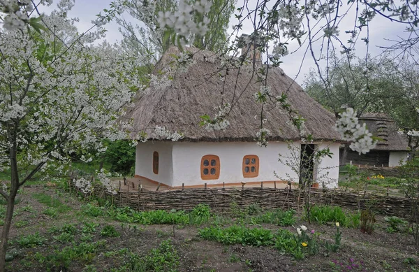 Ulusal Halk Mimarisi ve Ukrayna 'nın Yaşamı Müzesi' nin yanında eski bir Ukrayna evi ve kiraz çiçekleri sergileniyor. Pirogovo, Kiev, 28 Nisan 2019.