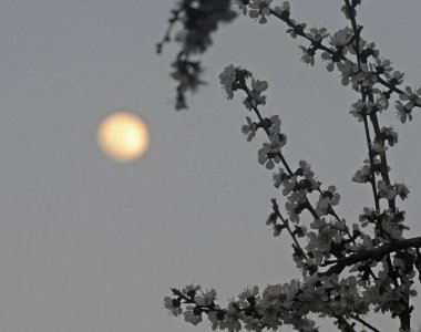 Güzel kayısı çiçekleri ve süper ay