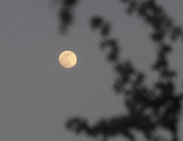 Beautiful Apricot Flowers Super Moon — Stock Photo, Image