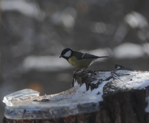 Tit Stump Park Kiev January 2019 — стокове фото