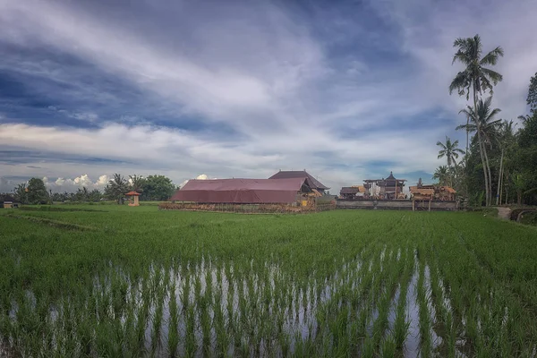 Paysage sur Bali . — Photo