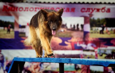 Altai Krai, Rusya-26 Haziran 2019. Köpek bakıcıları, Federal Cezaevi çalışanları, hizmet köpekleriyle eğitim.