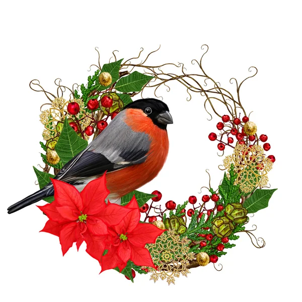 The bright red bird bullfinch, burgundy flower hellebore, weaving from twigs, gold ornaments, winter background, Christmas composition. Isolated on white background. — Stock Photo, Image