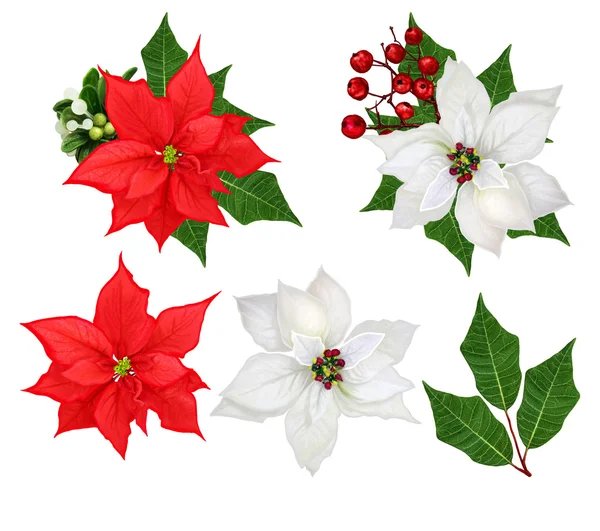 Set. Flowers puansetii white and red, leaves, floral arrangement. Christmas set. Isolated on white background. — Stockfoto