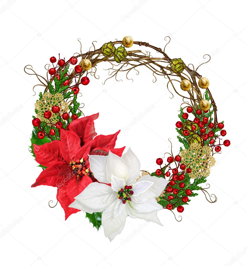 Christmas composition wreath. Weaving thin branches red, white red poinsettia flower , arborvitae branches, green leaves, pine cones, golden snowflakes. Isolated on white background.