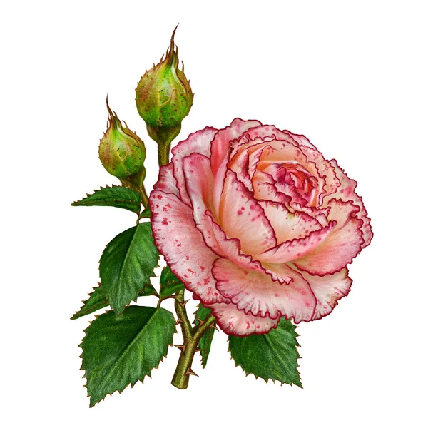 Kompozycja kwiat. Oddziału róż. Piękny pomarańczowy ujawnione, róża, pąków, liści. Na białym tle. — Zdjęcie stockowe