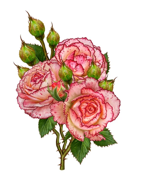 Květinové kompozice. Pobočka růží. Krásné oranžové zveřejněny rose, pupeny, listy. Izolované na bílém pozadí. — Stock fotografie