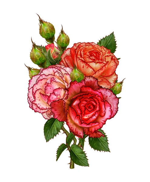 Composition des fleurs. La branche des roses. Belle rose orange dévoilée, bourgeons, feuilles. Isolé sur fond blanc . — Photo