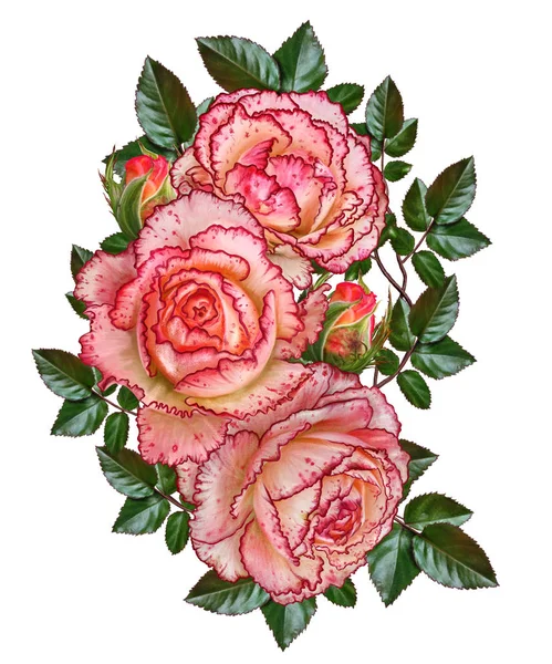 Blomma sammansättning. Grenen av rosor. Vacker orange avslöjas rose, knoppar, blad. Isolerad på vit bakgrund. — Stockfoto