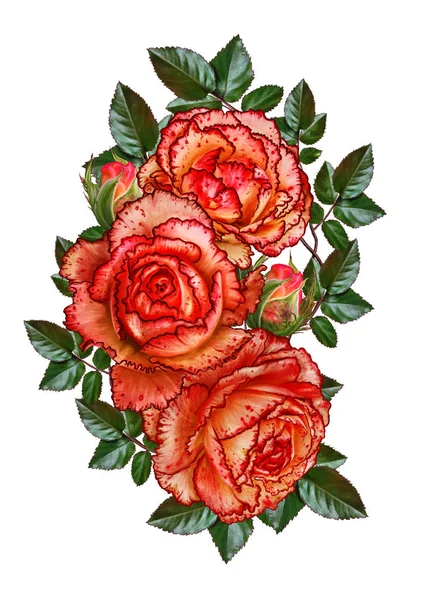 花组成。玫瑰的分支。美丽的橙色披露玫瑰、 芽、 叶。白色背景上孤立. — 图库照片
