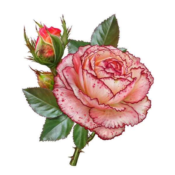 Состав цветов. Ветвь роз. Красивая оранжевая раскрытая роза, почки, листья. Изолированный на белом фоне . — стоковое фото