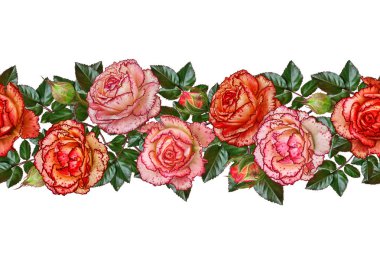 Yatay çiçek sınır. Desen, sorunsuz. Çiçek çelenk. Güzel parlak turuncu gül, tomurcukları, yeşil yaprakları. Beyaz arka plan üzerinde izole.