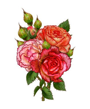 Çiçek kompozisyon. Gül dalı. Güzel turuncu gül, tomurcukları, yaprakları açıkladı. Beyaz arka plan üzerinde izole.