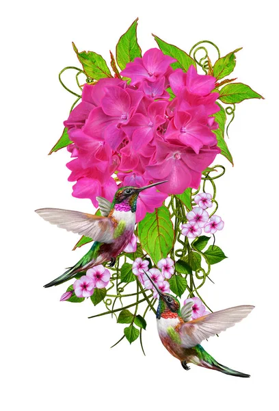 Composition des fleurs. Isolé sur fond blanc. Petits oiseaux colibris. L'inflorescence est rose vif hortensias, feuilles vertes, fleurs délicates . — Photo