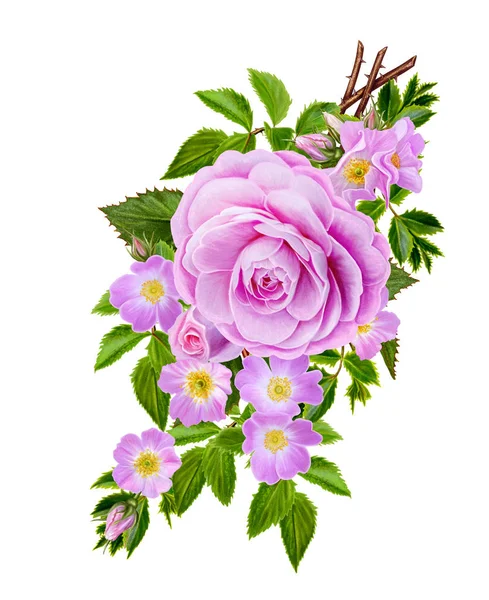 Composição da flor. O ramo de pequenas rosas selvagens, belas rosas rosa brilhantes brilhantes, folhas verdes. Isolado sobre fundo branco . — Fotografia de Stock