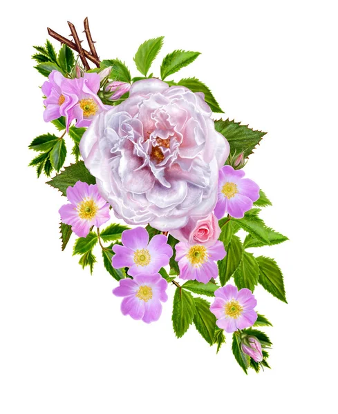 Květinové kompozice. Pobočka malé divoké růže, zářivě krásné velké světlé růžové růže, zelené listy. Izolované na bílém pozadí. — Stock fotografie