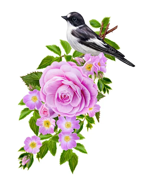 花の組成物。小さな野生のバラ、明るい美しい大きな明るいピンクのバラ、緑の葉の枝。活発な白黒の鳥は枝の上に座って。白い背景に分離. — ストック写真