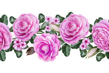 Yatay sorunsuz sınır. Çiçek arka plan. Çelenk çiçek, pembe Gül, kamelya. Eski vintage tarzı. Beyaz arka plan üzerinde izole.