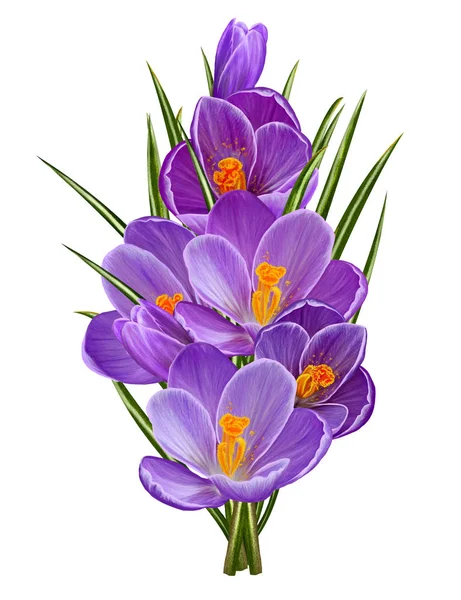 Fondo floral de primavera. Cuerpos púrpuras flores delicadas, primera floración. Aislado sobre fondo blanco . —  Fotos de Stock