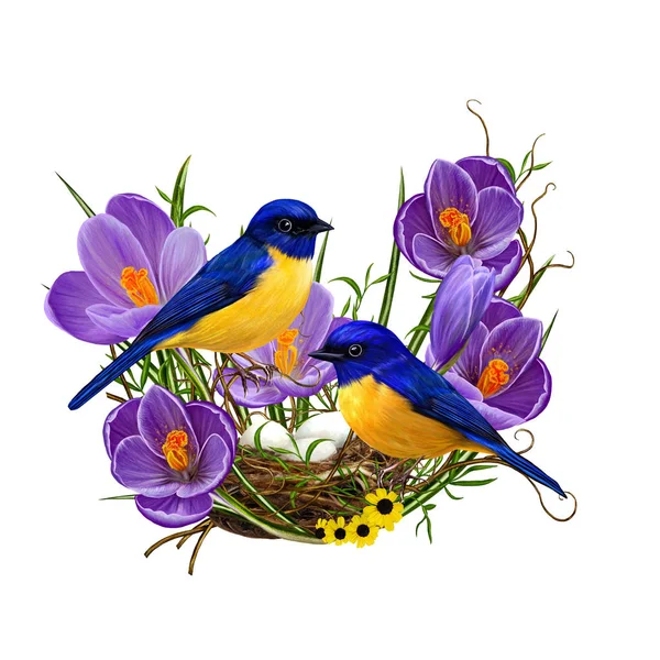 Two bright blue dotted bird sitting near the nest. Spring background. Purple crocus flowers, twisting branches. Isolated on white background. — Stock Photo, Image