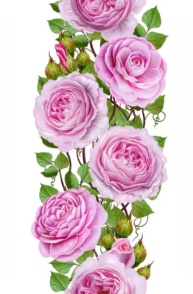 세로 꽃 테두리입니다. 완벽 한 패턴입니다. 섬세 한 핑크 장미, 동백의 꽃 화 환입니다. 흰색 배경에 고립. — 스톡 사진