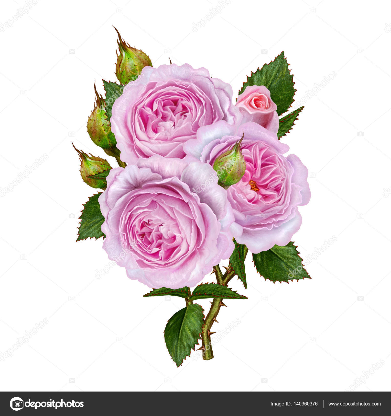 Pink Flower White Background - WallpaperSafari