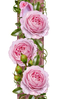 Pastel pembe tonda çiçek arka plan. Garland ihale gül, dekoratif ahşap tahta. Eski stil, beyaz arka plan üzerinde izole.