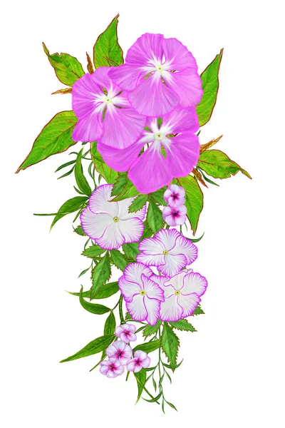 Arreglo floral, Garland. Ramo de prímulas de color rosa brillante, hojas verdes, delicados rizos de ramas. aislado sobre fondo blanco . —  Fotos de Stock
