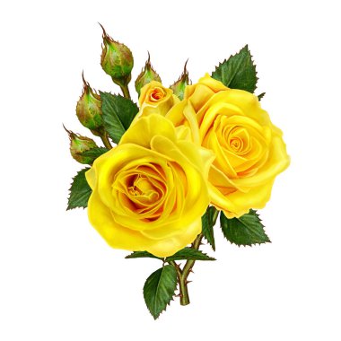 Çiçek kompozisyon. Güzel buket Sarı Gül, yeşil yaprakları, tomurcukları. Beyaz arka plan üzerinde izole.