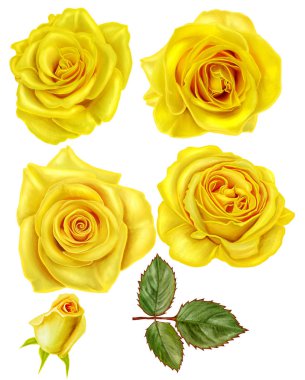 Ayarlayın. Çiçek öğeleri. Güzel narin Sarı Gül tomurcukları,