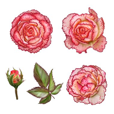 Ayarlayın. Çiçek öğeleri. Tomurcuklar güzel hassas turuncu gül, 