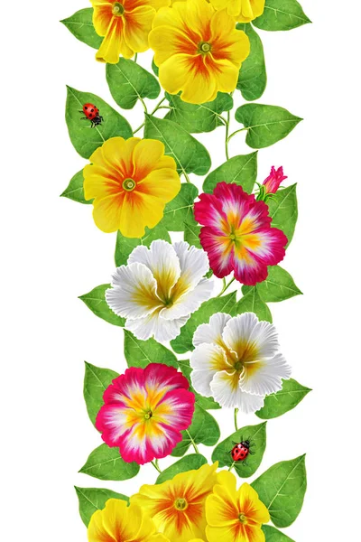 Confine verticale. Motivo floreale senza cuciture. Ghirlanda di fiori di primula rossa gialla, bianca, rossa, delicate foglie verdi . — Foto Stock