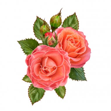 Çiçek kompozisyon. parlak turuncu gül buketi, yeşil yaprakları. Beyaz arka plan üzerinde izole.