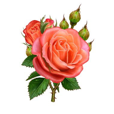 Çiçek kompozisyon. Beyaz arka plan üzerinde izole. Dal, yeşil güzel turuncu gül yaprakları, tomurcukları.