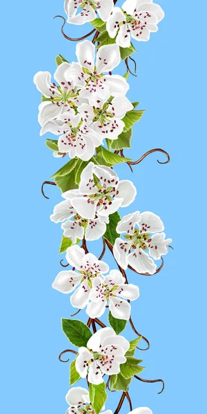 Borda floral sem costura vertical. Floração de primavera. Um ramo de uma cereja branca florescente. Fundo floral . — Fotografia de Stock