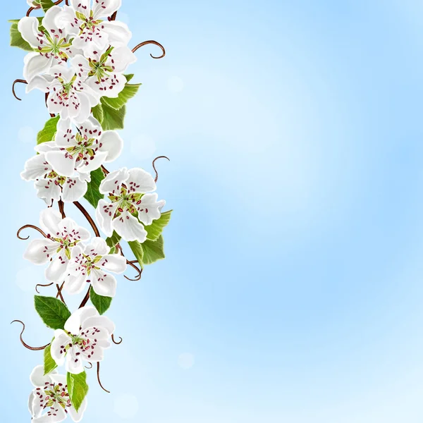 Spring gentle blue background. A descending branch of a blossoming white pear.