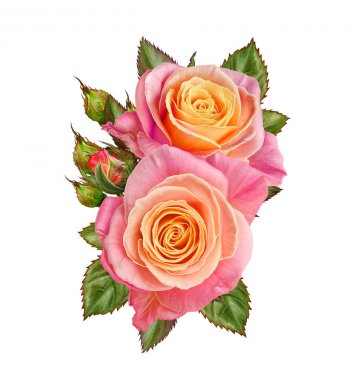 Çiçek kompozisyon. Güzel turuncu, sarı, pembe gül buketi. Beyaz arka plan üzerinde izole.