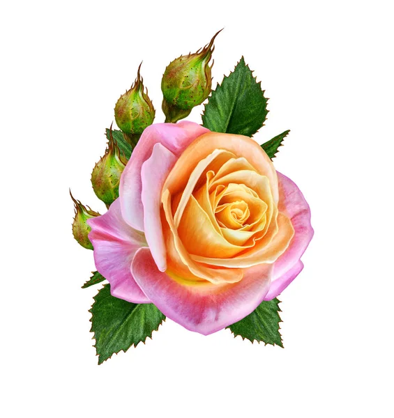 Květinové pozadí. Bud krásné růžové růžové a zelené listy. Izolované na bílém pozadí. — Stock fotografie