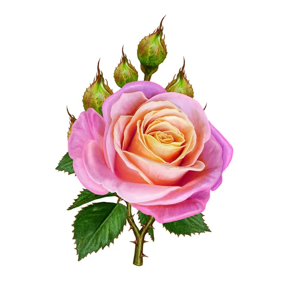 Floral background. A bud of a beautiful pink rose and green leaves. Isolated on white background. — Stock Photo, Image