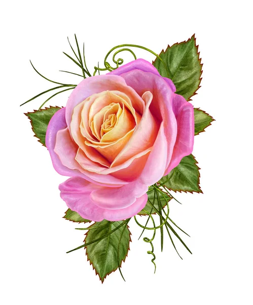 Sfondo floreale. Una gemma di una bella rosa rosa e foglie verdi. Isolato su sfondo bianco . — Foto Stock