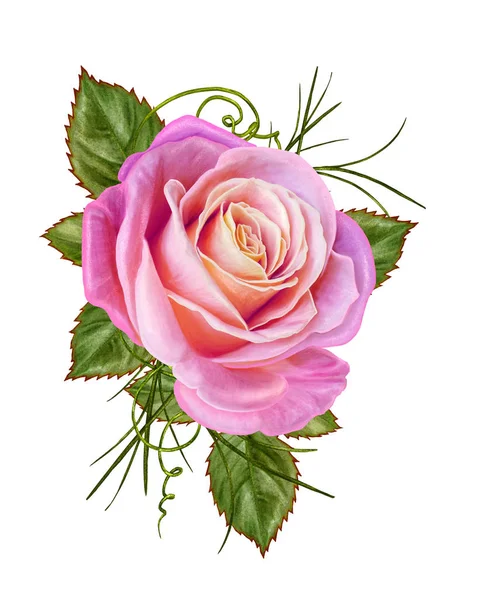 Floral background. A bud of a beautiful pink rose and green leaves. Isolated on white background. — Stock Photo, Image