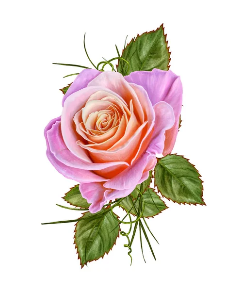 Floral background. A bud of a beautiful pink rose and green leaves. Isolated on white background. — Stock Photo, Image