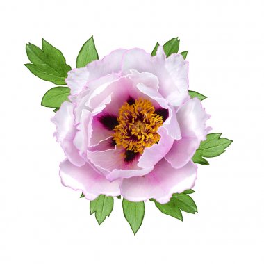 Çiçek arka plan. Vintage kartpostal tebrik. Narin pembe peonies, pastel tonu, eski stil bir buket.