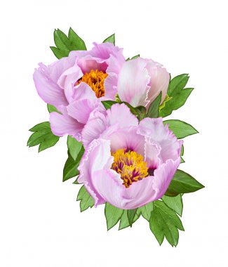 Çiçek arka plan. İhale Pembe ağaç benzeri peonies, tomurcukları, yeşil yaprakları bir buket. Beyaz arka plan üzerinde izole.