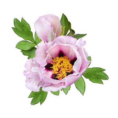 Çiçek arka plan. İhale Pembe ağaç benzeri peonies, tomurcukları, yeşil yaprakları bir buket. Beyaz arka plan üzerinde izole.