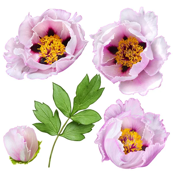 Çiçek arka plan. Vintage kartpostal tebrik. Narin pembe peonies, pastel tonu, eski stil bir buket.